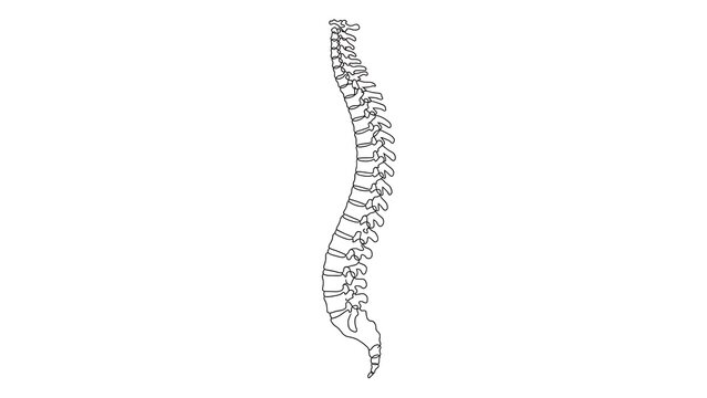 Human spine anatomy white background.