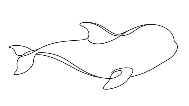 Whale Line Art white background.