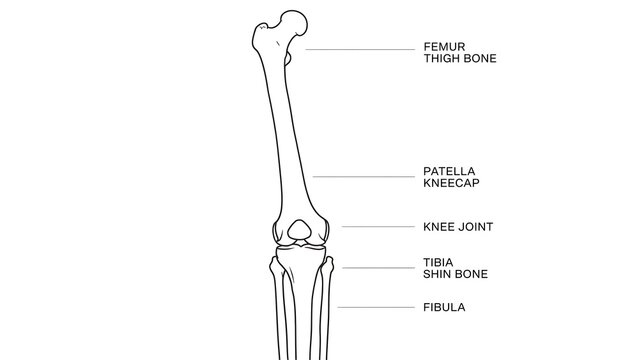 Human femur bone anatomy white background.