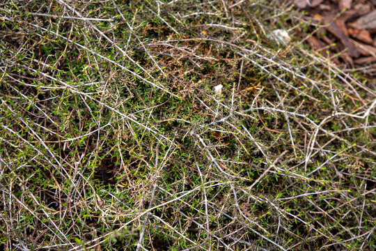 Coprosma 'Flat Freddy' is a tough, low-growing New Zealand native evergreen groundcover featuring unique dark brown to black foliage and a flat, mat-forming habit