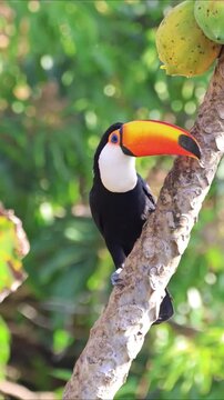 Toco Toucan Bird Perched on a Papaya Tree Branch in the Wild