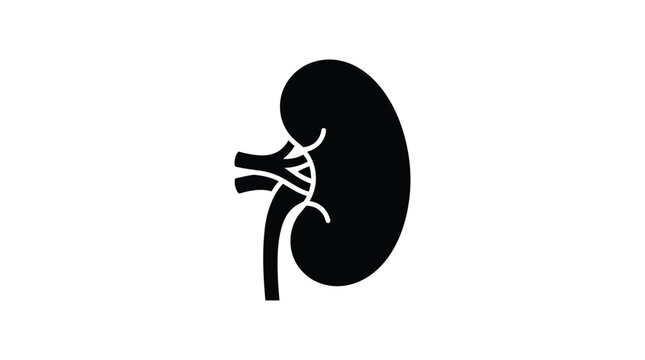 Kidney Anatomy Silhouette A Black Shape On White Background Silhouette
