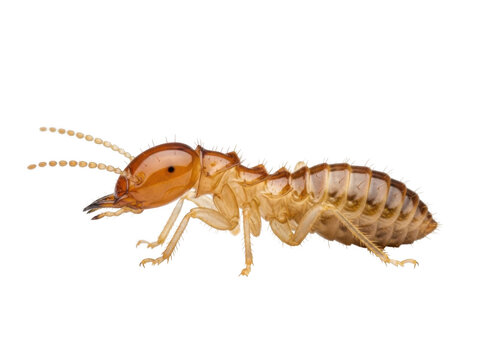 Close-up of a termite with intricate details and natural lighting against a white background