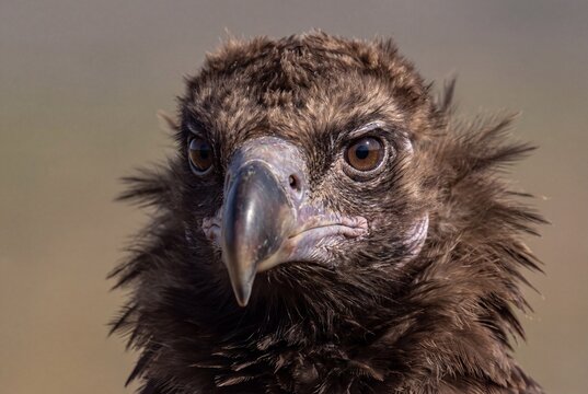 Close up portrait of a cinereous vulture head showing sharp hooked beak and brown feathers