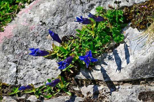 Kochscher Enzian // stemless gentian (Gentiana acaulis) - Lago de Enol, Picos de Europa, Spanien
