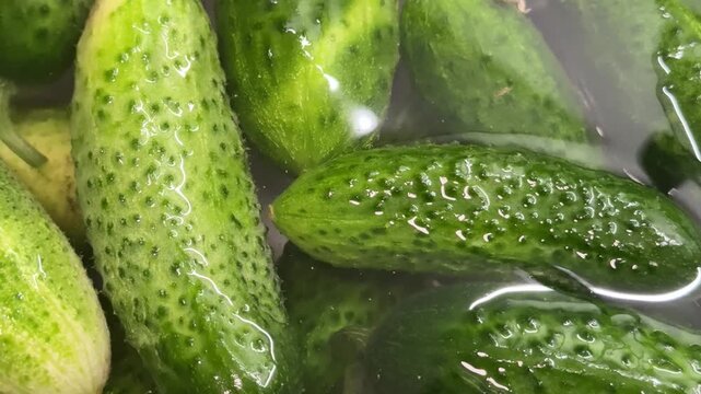 multiple green cucumbers with bumpy skin float in clear water, a small yellow flower rests at the bottom edge, the vegetables are submerged in a liquid container