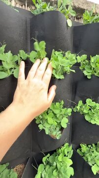 A person touches green plants growing in black fabric wall pockets, which are mounted against a textured stone and thatched wall outdoors