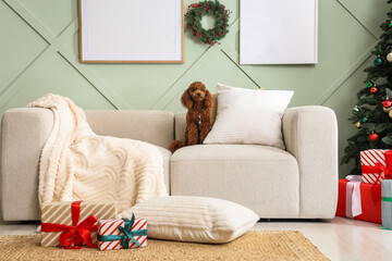 Obraz premium Christmas home comfort and holiday spirit, cute poodle dog sitting on a cozy sofa with gifts and festive decorations in a modern living room interior