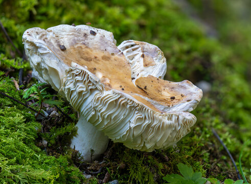苔の間から生える白いキノコ