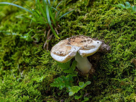 苔の間から生える白いキノコ