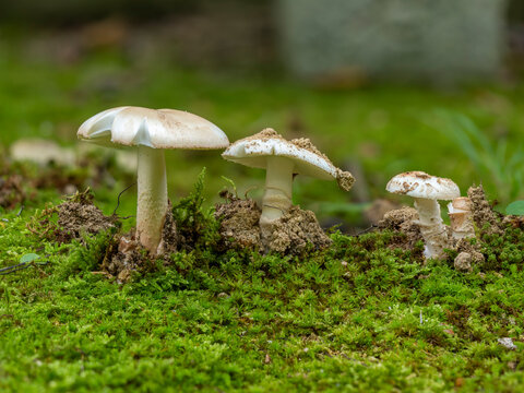 苔の間から生える白いキノコ