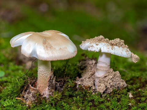 苔の間から生える白いキノコ