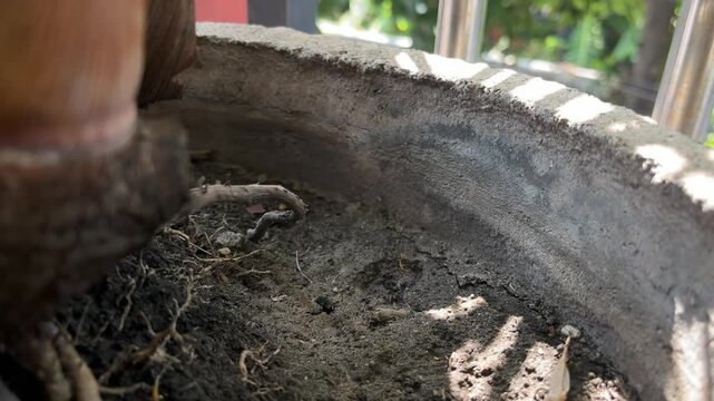 empty concrete flower pot resting on soil ground