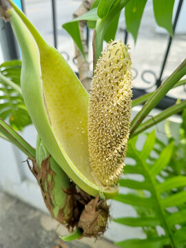 Detailed close-up of a Monstera deliciosa flower featuring a pale green spathe and textured spadix. Exotic tropical plant blooming in an outdoor garden with lush foliage background.
