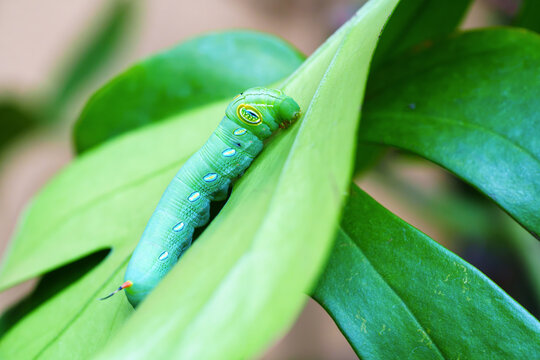Close-up macro of a vibrant green hawkmoth caterpillar with blue eyespots crawling on a lush leaf. Detailed view of wildlife and insect life in a natural environment. High quality image.