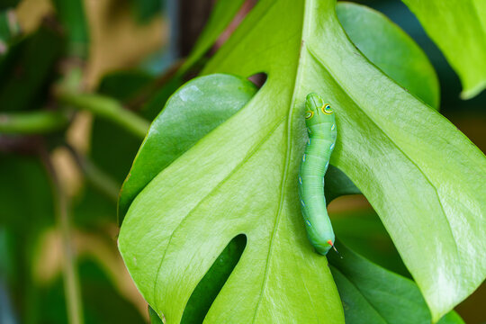 Close up of a bright green caterpillar crawling on a large Monstera leaf. Detailed macro shot of a tropical insect with eyespots and a tail horn in a lush garden. Professional nature photography.