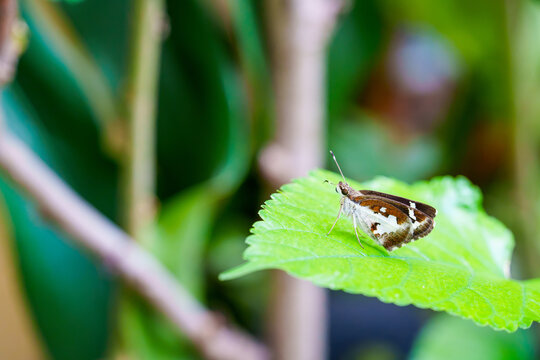 Small brown and white skipper butterfly resting on a vibrant green leaf in a lush garden. Close-up macro shot with soft blurred background and natural sunlight. Beautiful nature and wildlife photo.