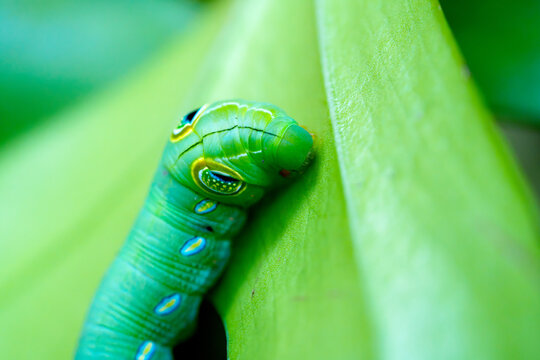 Macro shot of a bright green hawkmoth caterpillar on a lush leaf. Features blue and yellow eyespots. Detailed close-up of larva in natural outdoor environment. Shallow depth of field background.