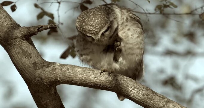 Himalayan Spotted Owlet Perched on a Tree in Daylight, India