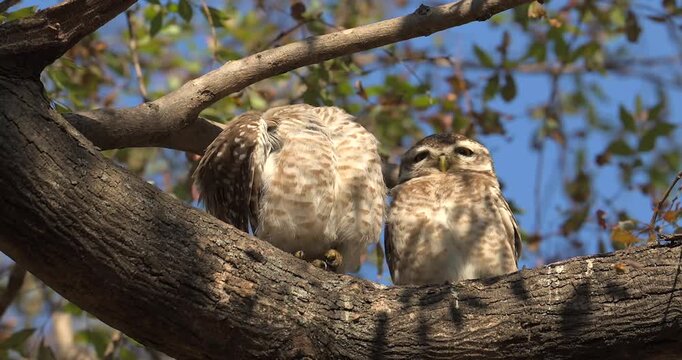 Himalayan Spotted Owlet Perched on a Tree in Daylight, India