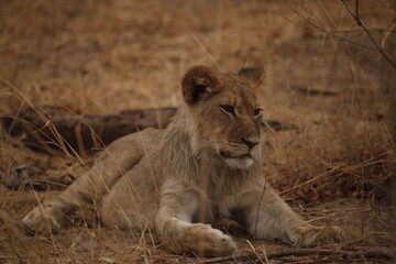 Young lion resting alone in dry golden grass © WildinAfrica