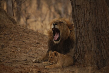 Male lion roaring beside his cub under a tree © WildinAfrica