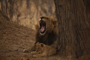 Male lion yawning widely with his cub resting nearby © WildinAfrica