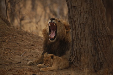 Male lion yawning broadly as his cub lies beside him © WildinAfrica
