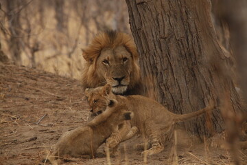 Lion cub resting near its father's front paws © WildinAfrica