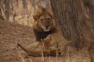 Lion cub tumbling playfully near its father's paws © WildinAfrica