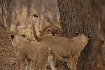 Male lion roaring beside a lioness near a tree © WildinAfrica