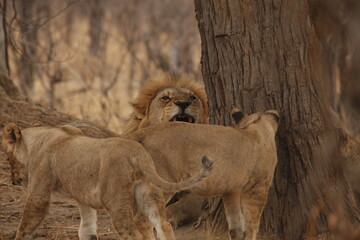 Male lion and lioness standing close together near a tree © WildinAfrica