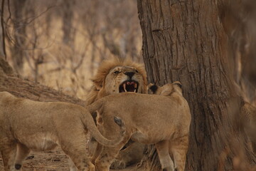 Male lion with mouth wide open beside a lioness © WildinAfrica