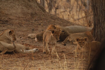 Lion cubs playing beside a tree, adults nearby © WildinAfrica
