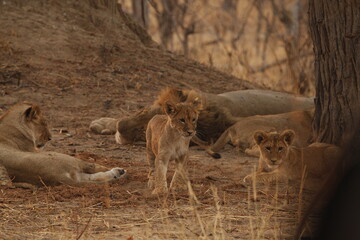 Lioness and cubs gathered together near a tree © WildinAfrica