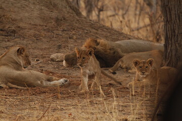 Lion cubs and an adult resting beneath a large tree © WildinAfrica