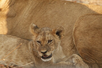 Lion cub portrait resting close against a lioness © WildinAfrica