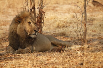 Male lion lying alert alone in golden grass © WildinAfrica