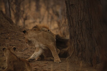 Lion cub moving forward near a tree trunk at dusk © WildinAfrica