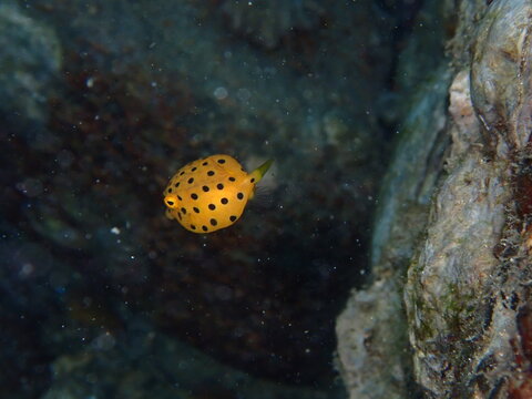 Juvenile yellow boxfish (Ostracion cubicus) with black spots near rocky reef
