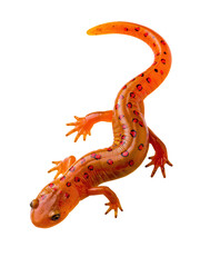 Fototapeta premium Orange fire salamander with red spots isolated on transparent background PNG element