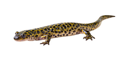 Fototapeta premium Yellow spotted tiger salamander with detailed skin texture isolated on transparent background PNG element