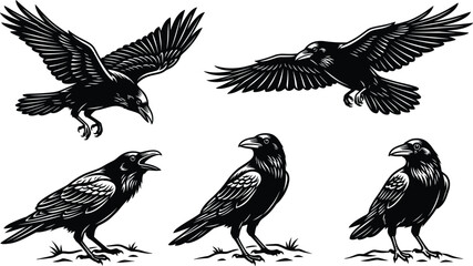 Obraz premium Collection of detailed black and white raven vector illustrations showing flying and standing crows for commercial graphic design projects