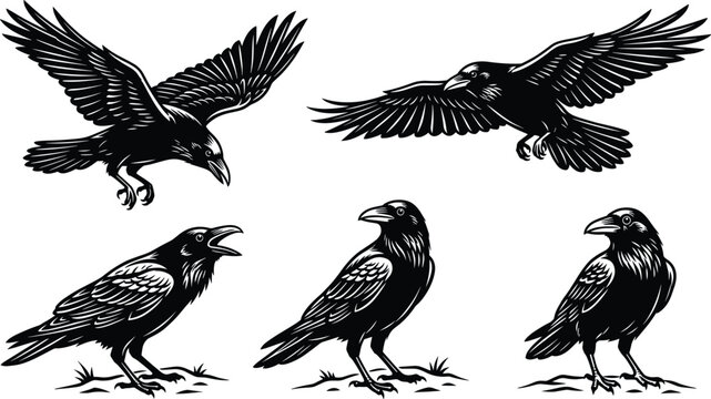 Collection of detailed black and white raven vector illustrations showing flying and standing crows for commercial graphic design projects
