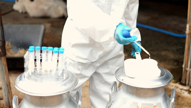 Asian male scientist in protective hazmat suit testing raw milk quality with pipette in metal container on a dairy farm.