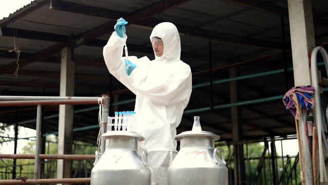 Asian male scientist in protective hazmat suit testing raw milk quality with pipette in metal container on a dairy farm.