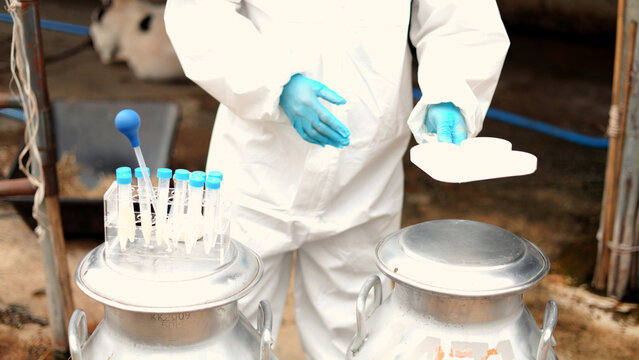 Asian male scientist in protective hazmat suit testing raw milk quality with pipette in metal container on a dairy farm.