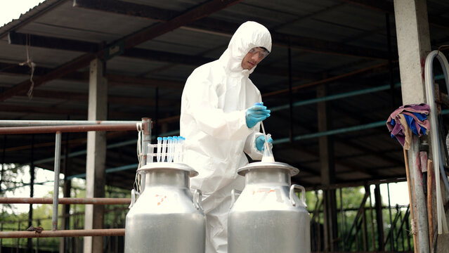 Asian male scientist in protective hazmat suit testing raw milk quality with pipette in metal container on a dairy farm.
