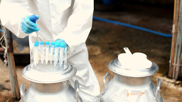 Asian male scientist in protective hazmat suit testing raw milk quality with pipette in metal container on a dairy farm.