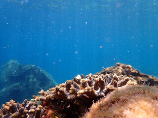Branching sponge (Porifera) growing on rocky reef in clear blue water © kai